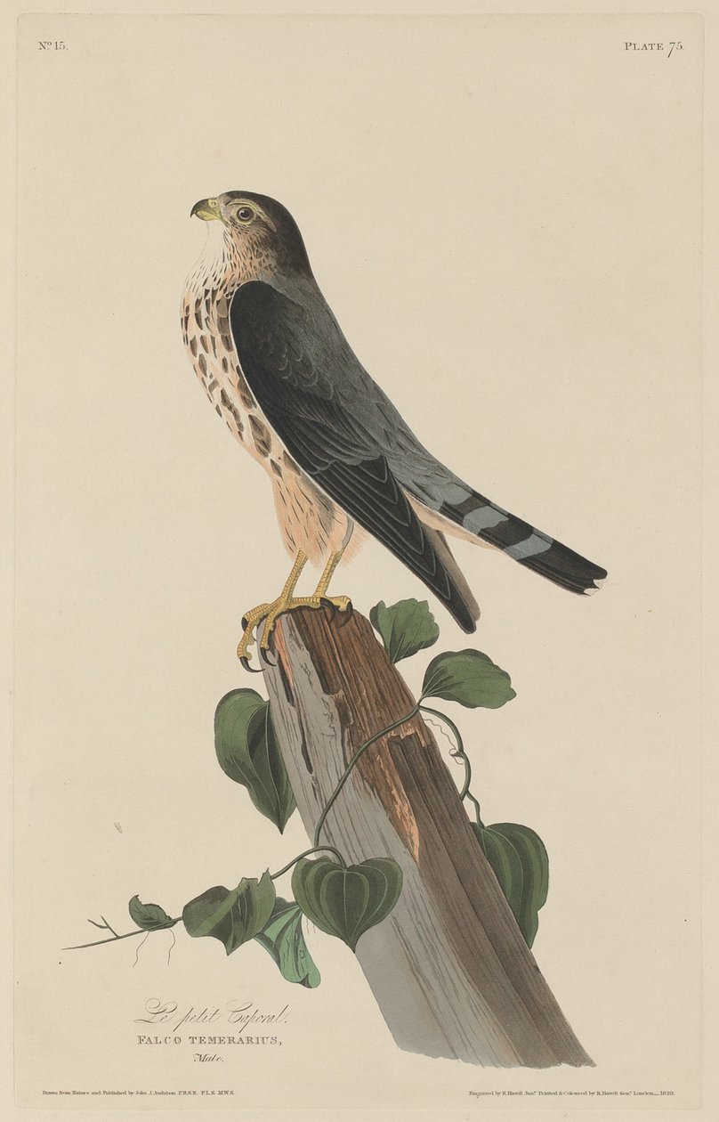 Le Petit Caporal, 1829 by Robert Havell