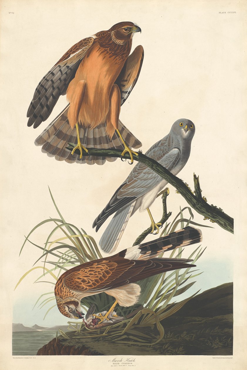 Marsh Hawk by Robert Havell