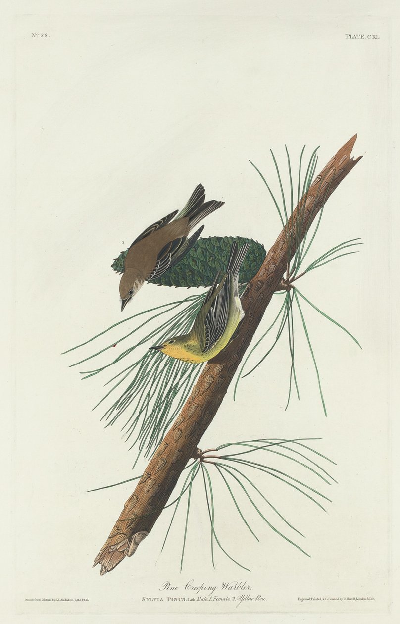 Pine Creeping Warbler, 1832 by Robert Havell