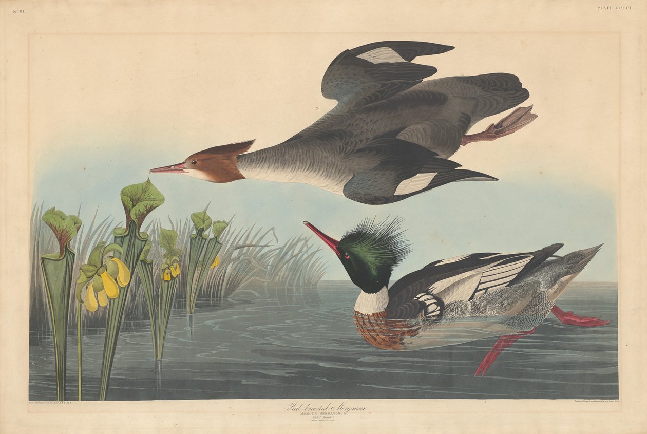 Red-breasted Merganser by Robert Havell