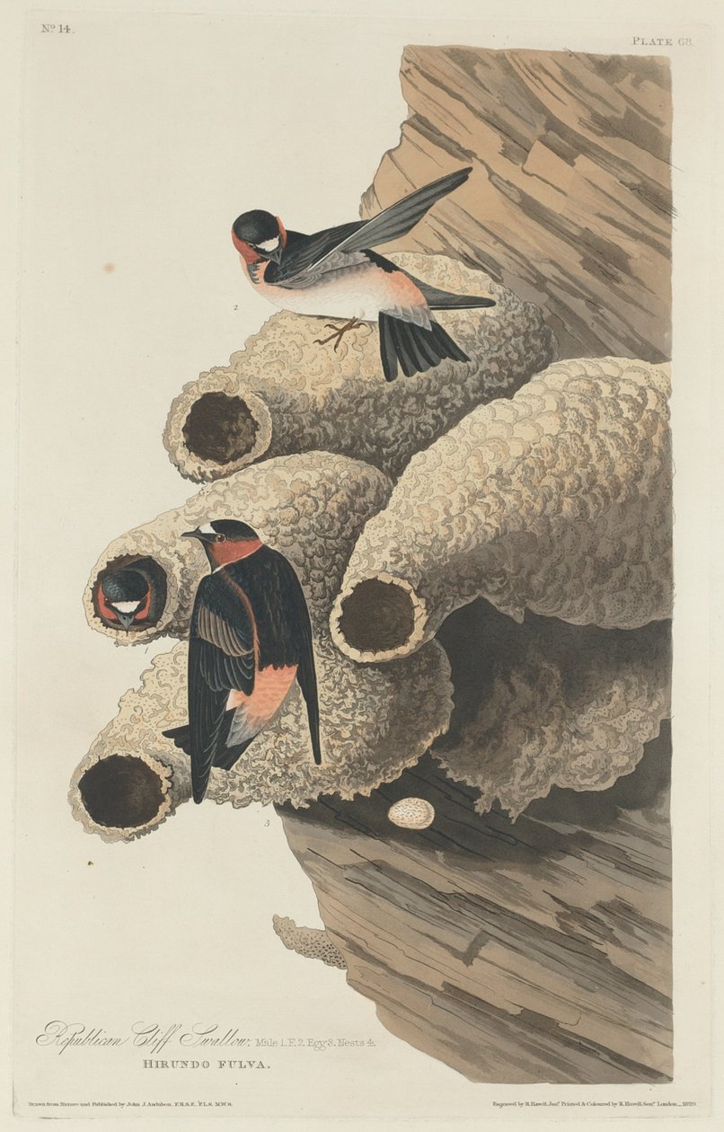 Republican Cliff Swallow, 1829 by Robert Havell