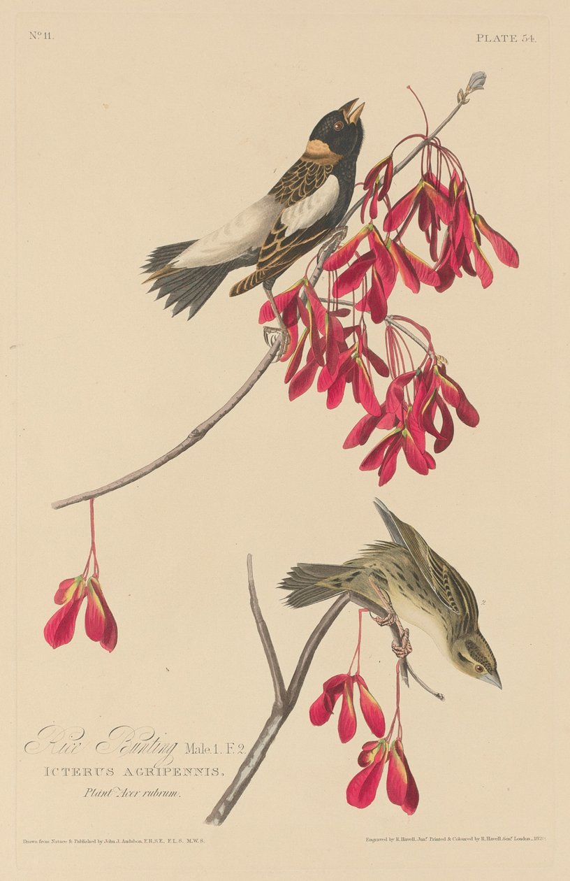 Rice Bunting, 1829 by Robert Havell