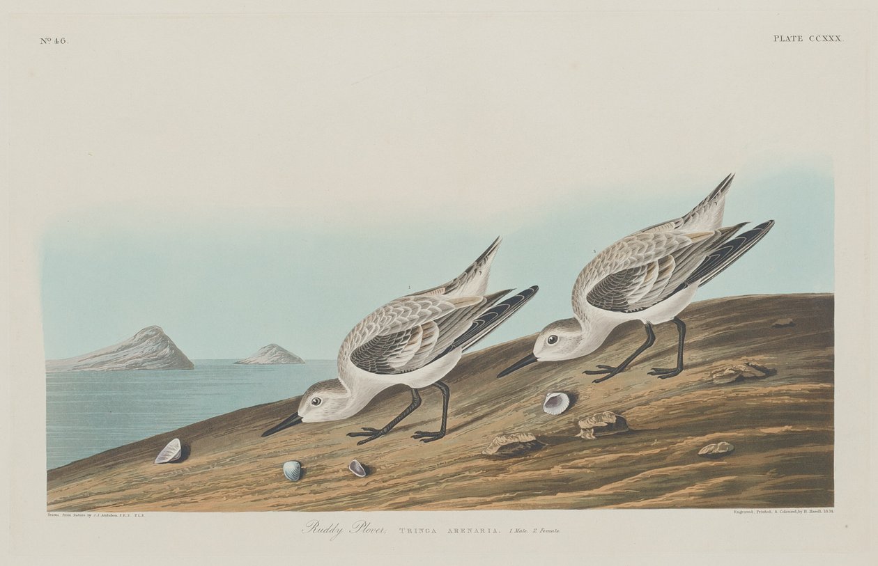 Ruddy Plover by Robert Havell: Premium art reproduction