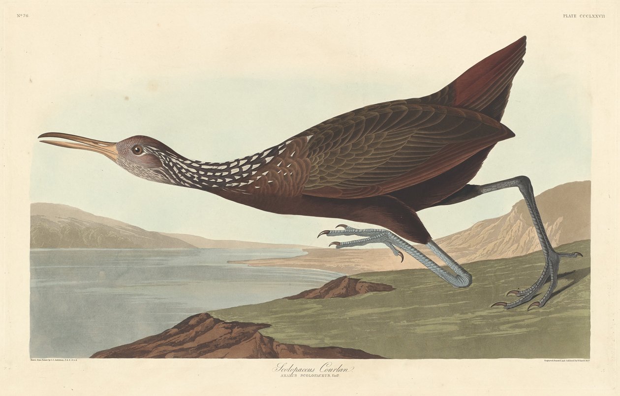 Scolopaceus Courlan, 1837 by Robert Havell