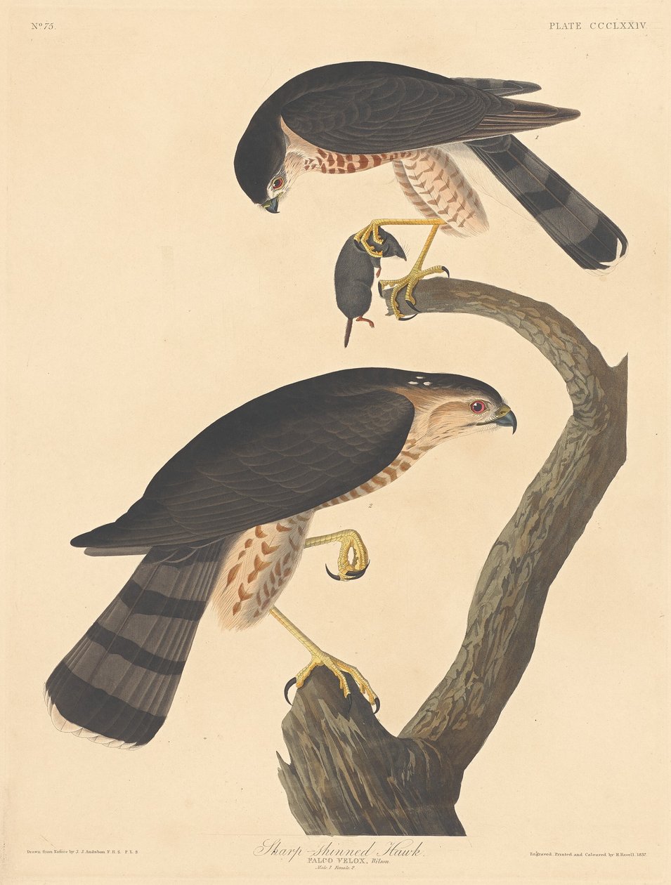 Sharp-shinned Hawk by Robert Havell