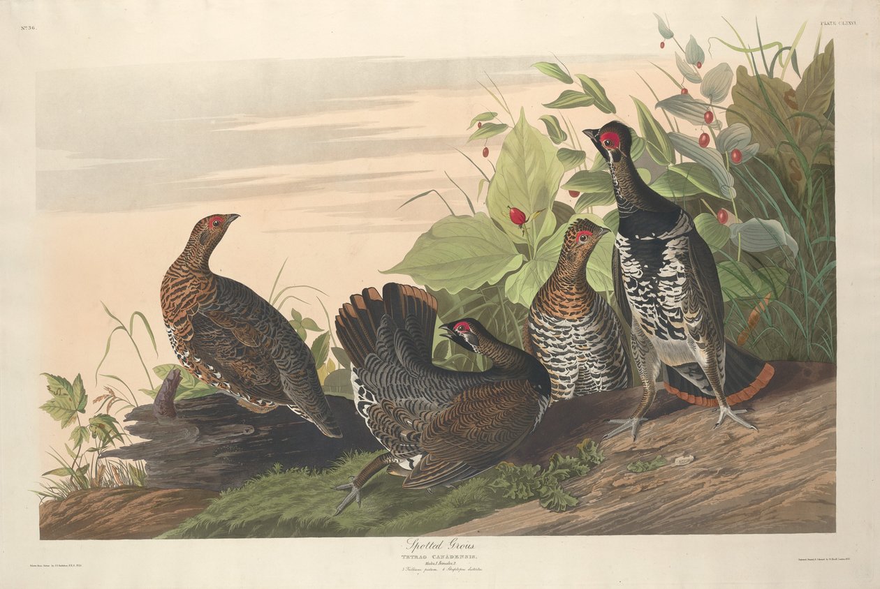 Spotted Grouse, 1833 by Robert Havell