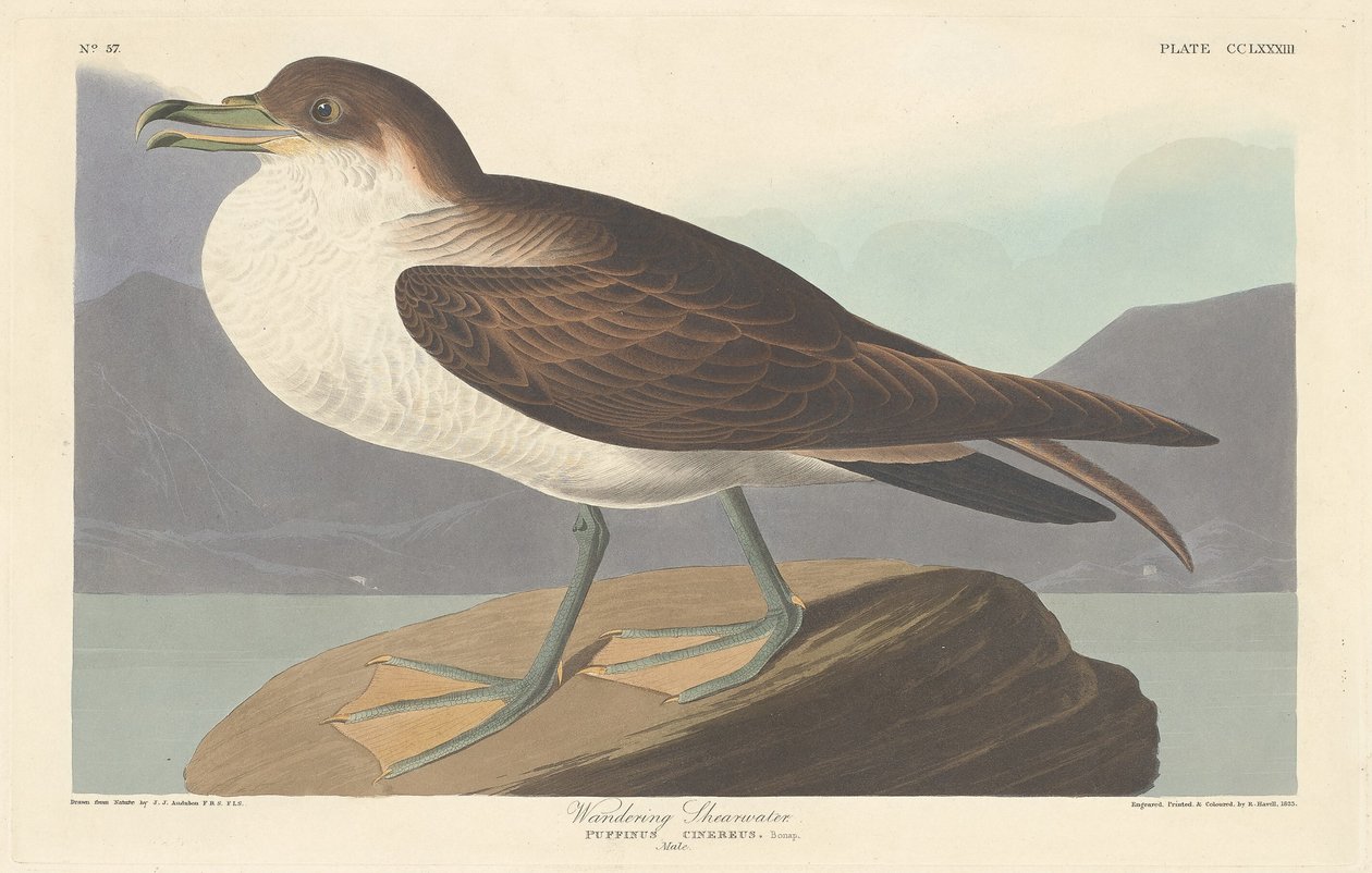 Wandering Shearwater, 1835 by Robert Havell