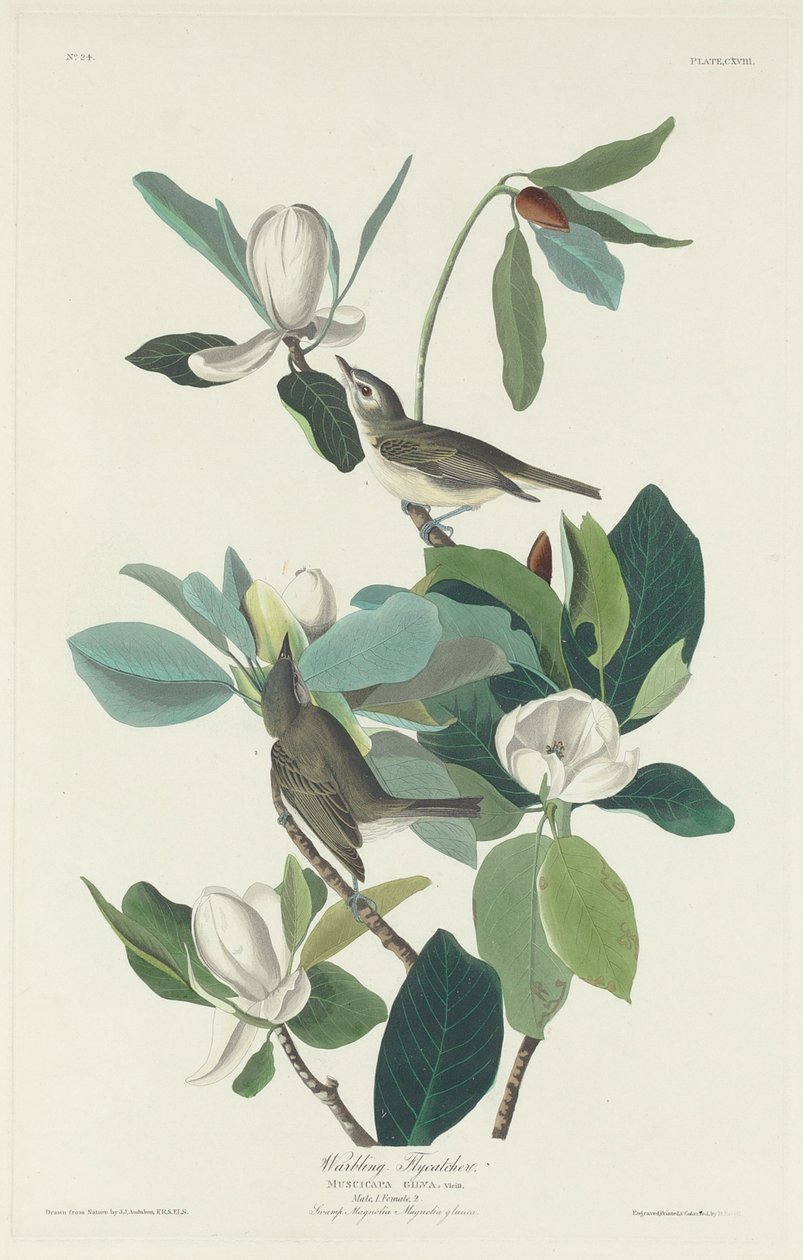 Warbling Flycatcher, 1831 by Robert Havell