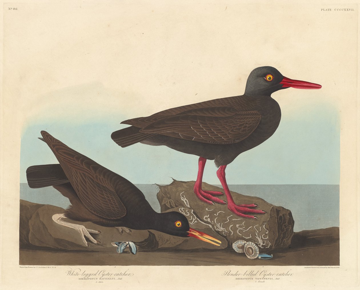 White-Legged Oyster-Catcher and Slender-Billed Oyster-Catcher, 1838 by Robert Havell