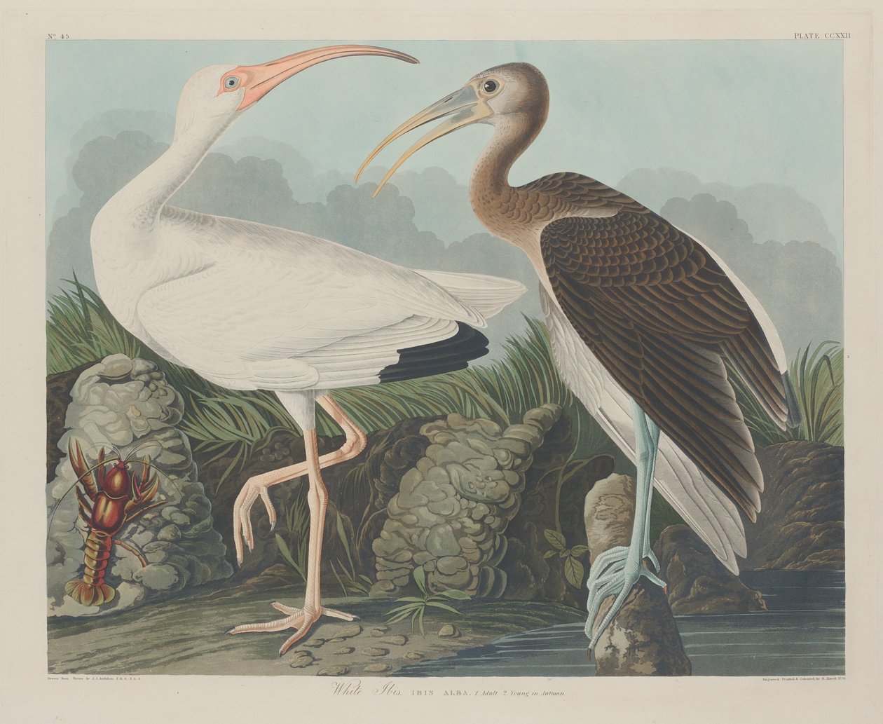 White Ibis by Robert Havell