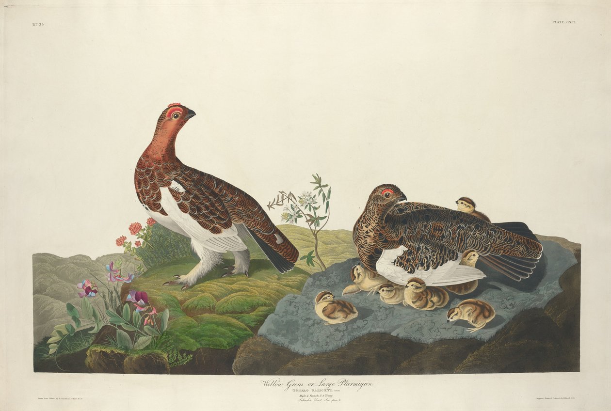 Willow Grouse by Robert Havell