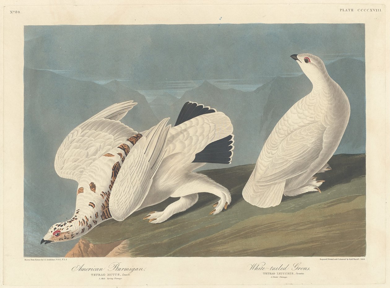 American Ptarmigan and White-tailed Grouse by Robert Havell after John James Audubon