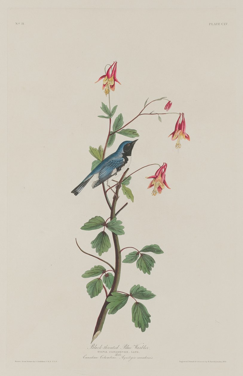 Black-throated Blue Warbler by Robert Havell after John James Audubon