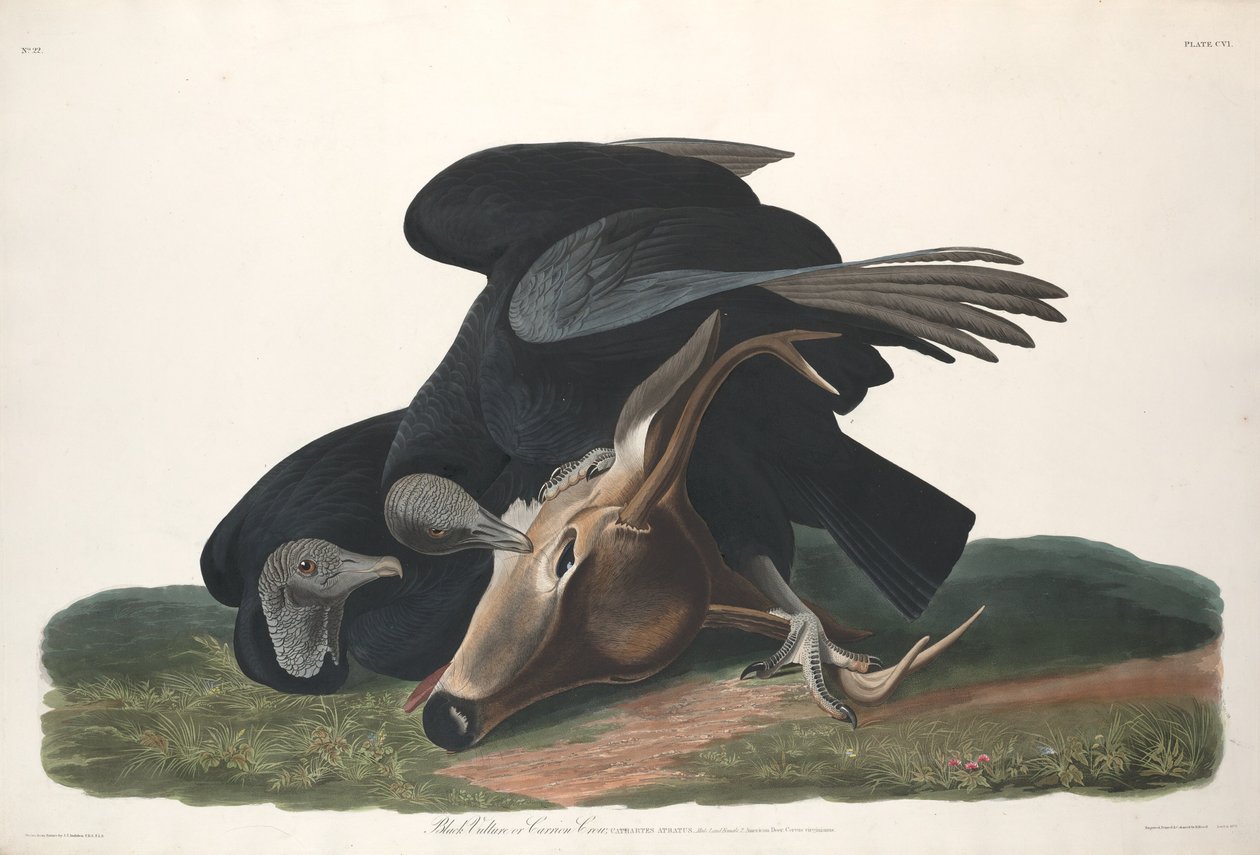 Black Vulture by Robert Havell after John James Audubon