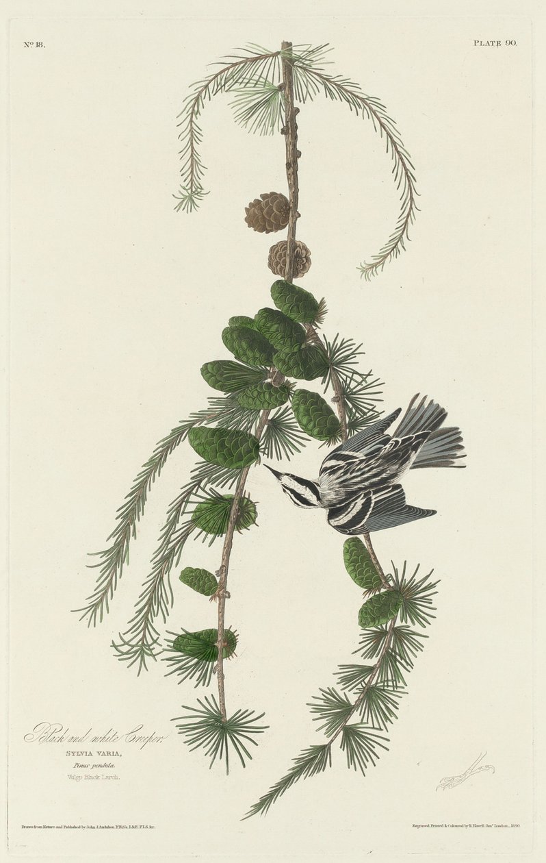 Black and White Creeper by Robert Havell after John James Audubon