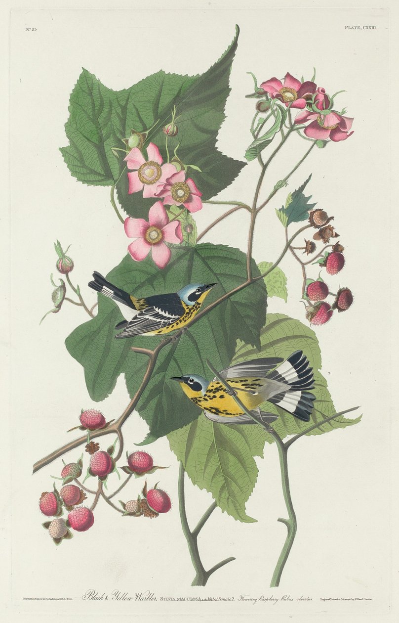 Black and Yellow Warbler by Robert Havell after John James Audubon