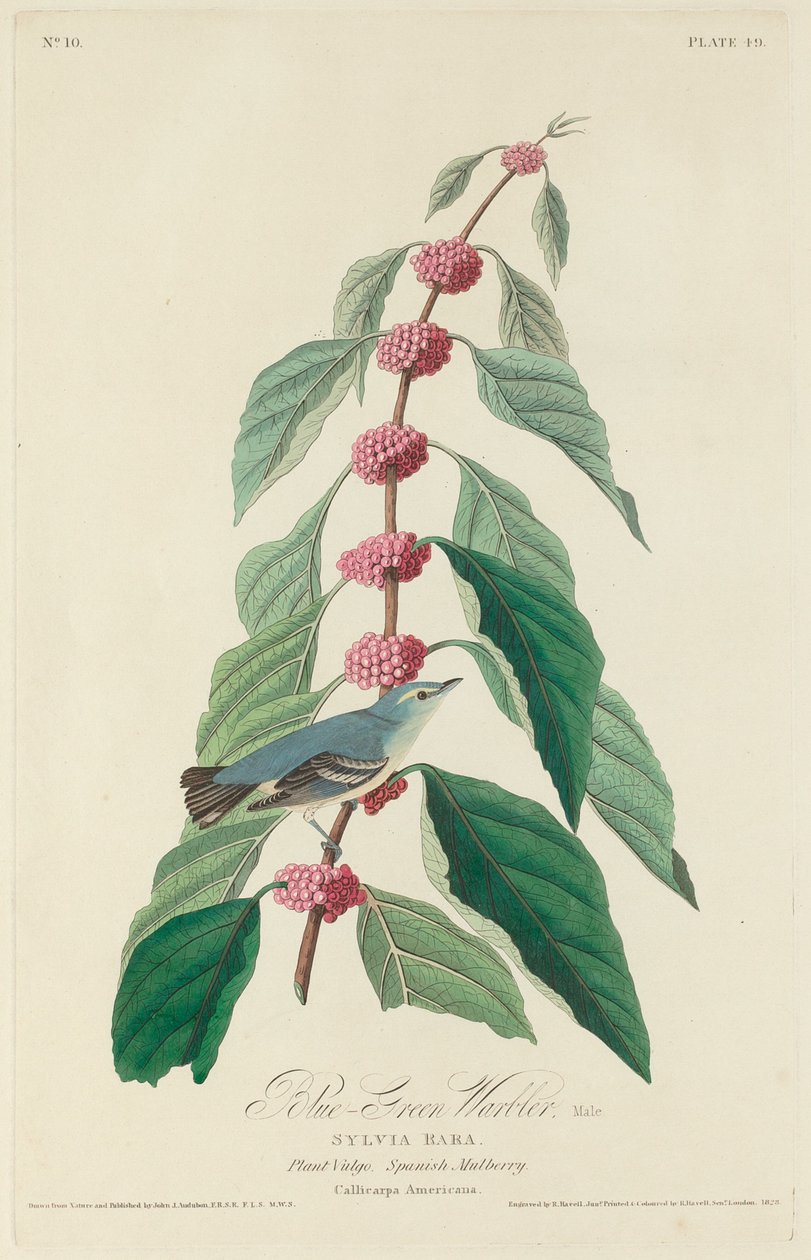 Blue-green Warbler by Robert Havell after John James Audubon