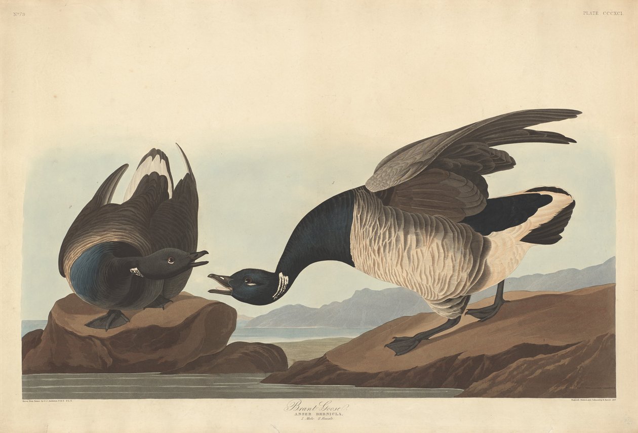 Brant Goose by Robert Havell after John James Audubon