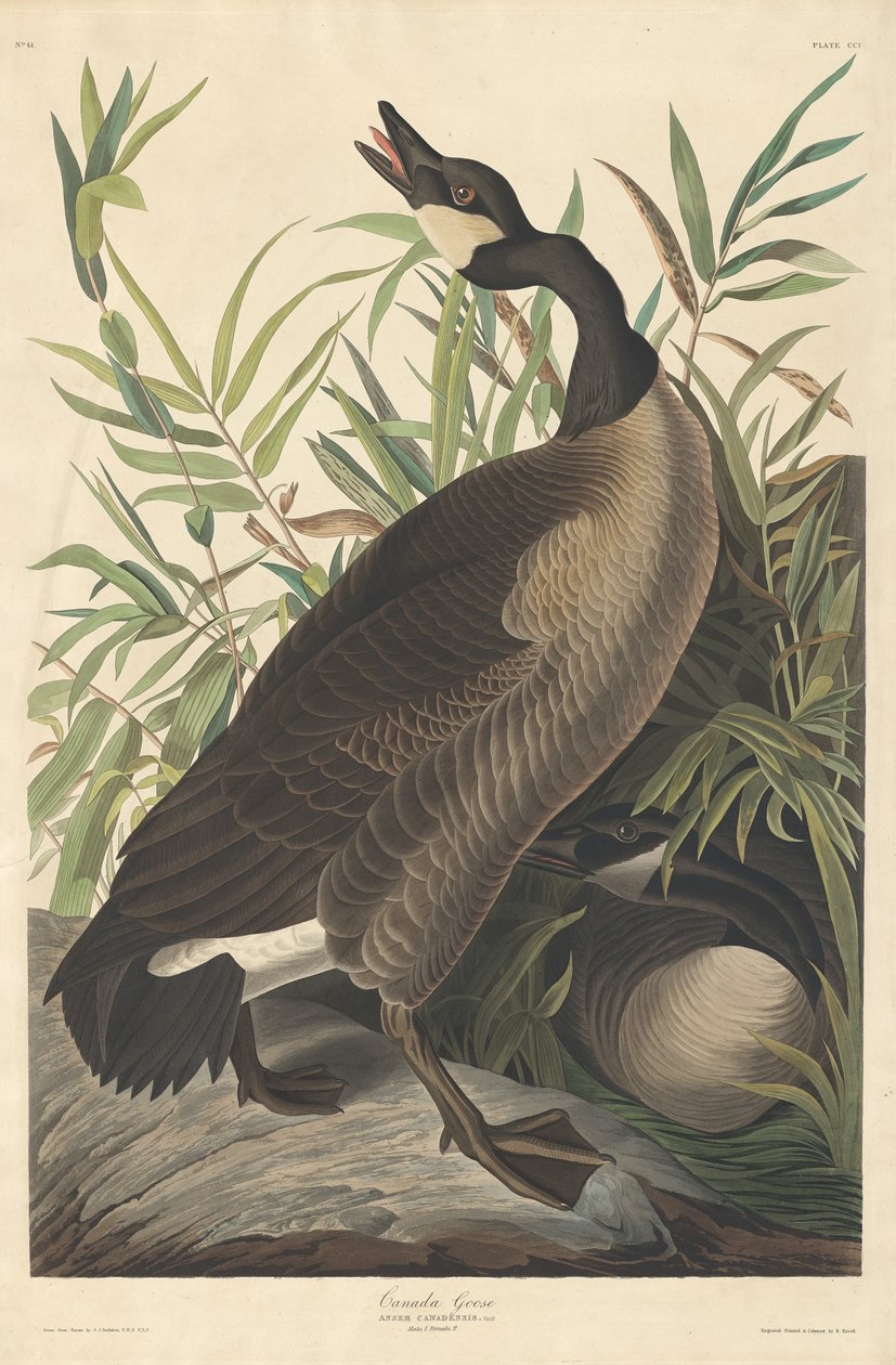 Canada Goose by Robert Havell after John James Audubon
