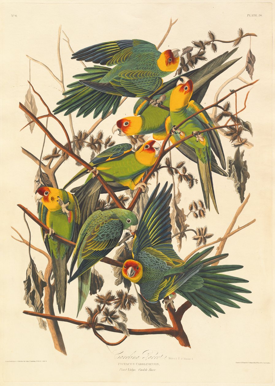 Carolina Parrot by Robert Havell after John James Audubon