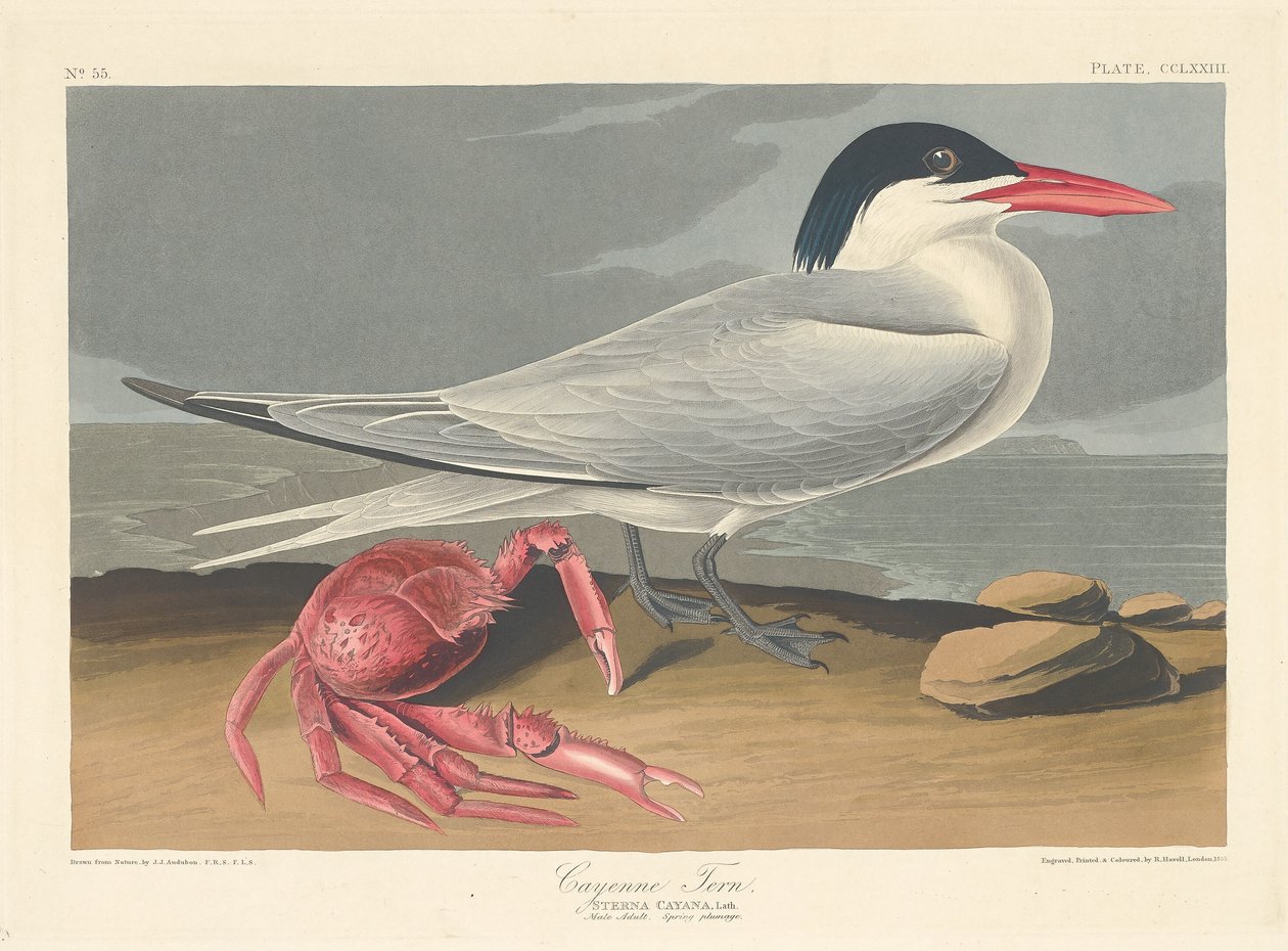 Cayenne Tern by Robert Havell after John James Audubon