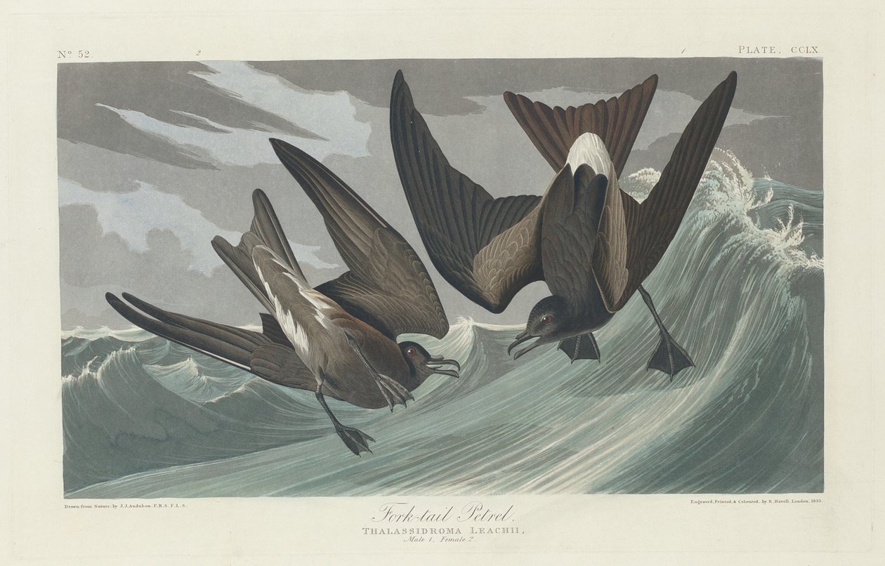 Fork-tailed Petrel by Robert Havell after John James Audubon