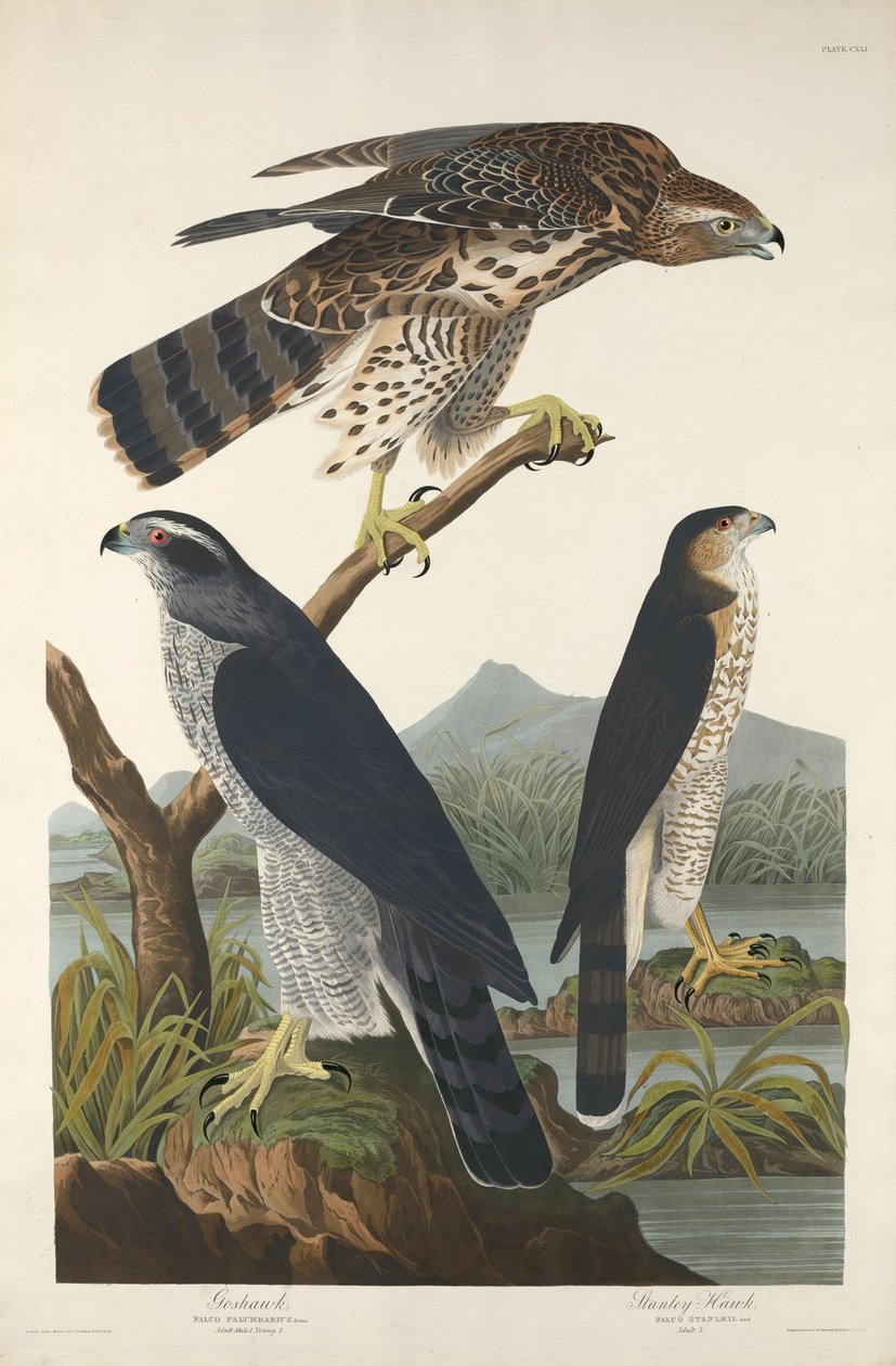 Goshawk and Stanley Hawk by Robert Havell after John James Audubon