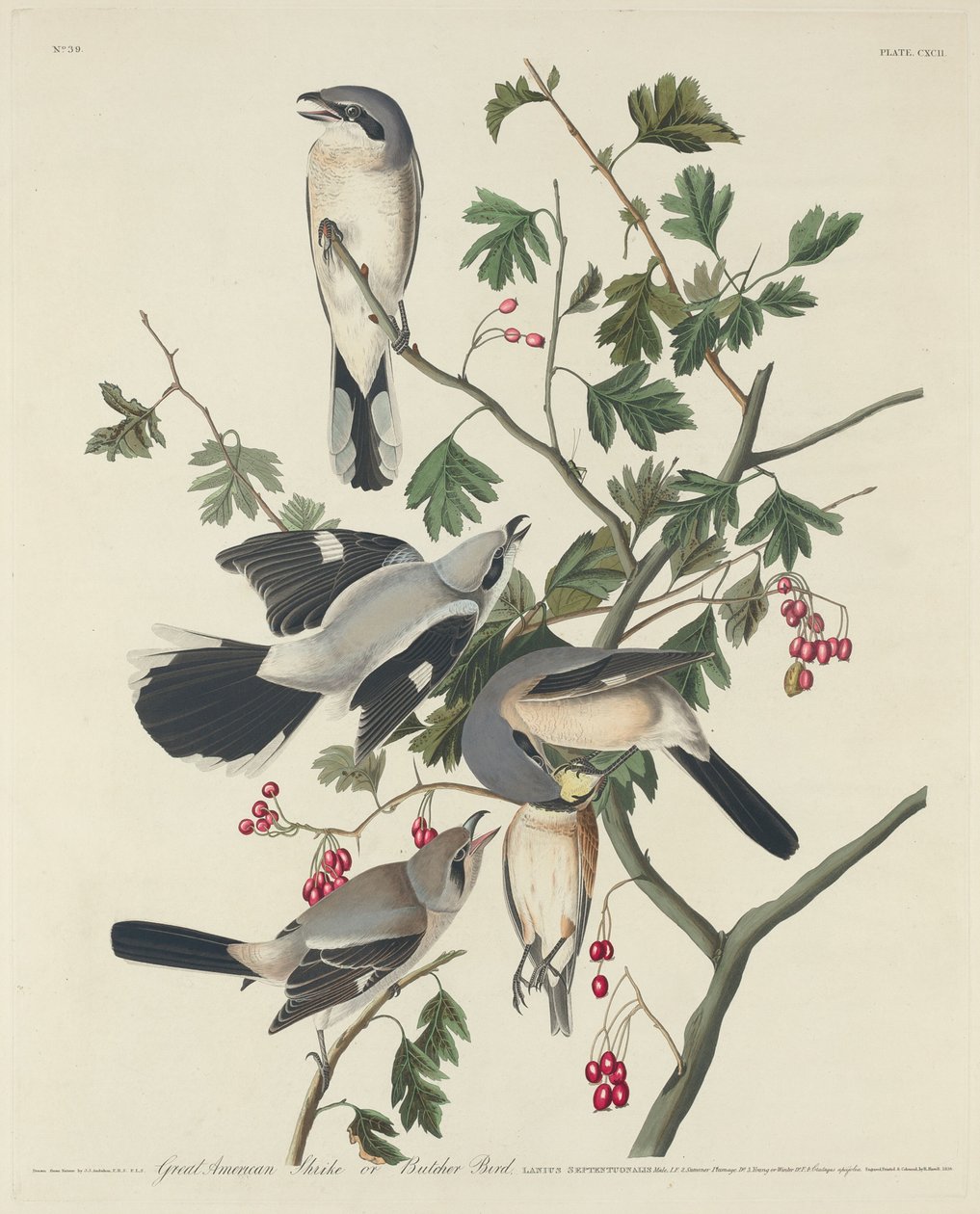 Great American Shrike or Butcher Bird by Robert Havell after John James Audubon