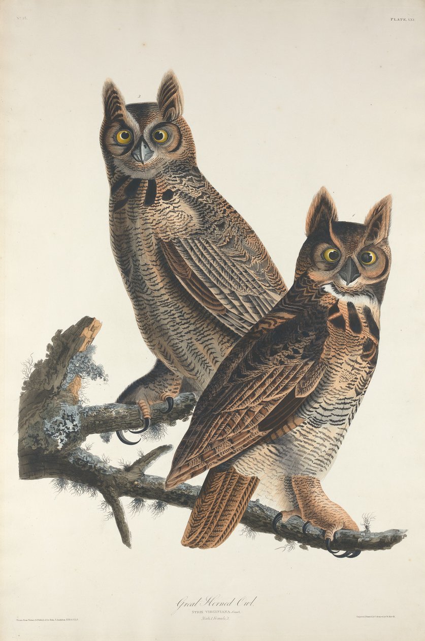 Great Horned Owl by Robert Havell after John James Audubon