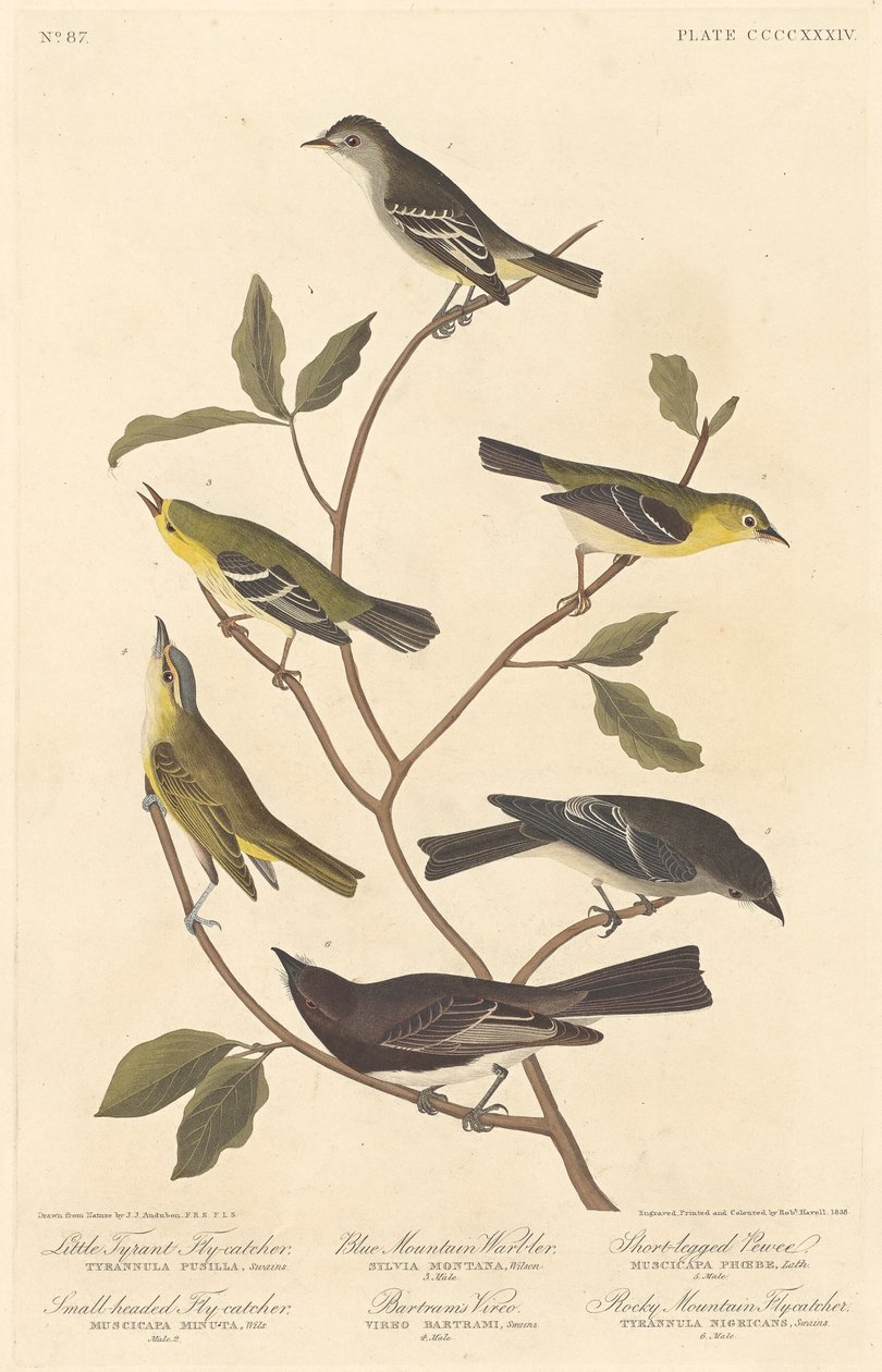 Little Tyrant Flycatcher, Small-Headed Flycatcher, Blue Mountain Warbler, Bartram