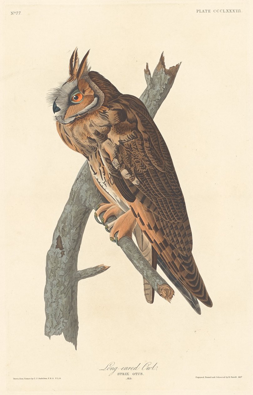 Long-eared Owl by Robert Havell after John James Audubon