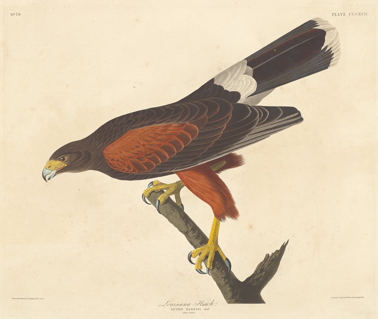 Louisiana Hawk by Robert Havell after John James Audubon