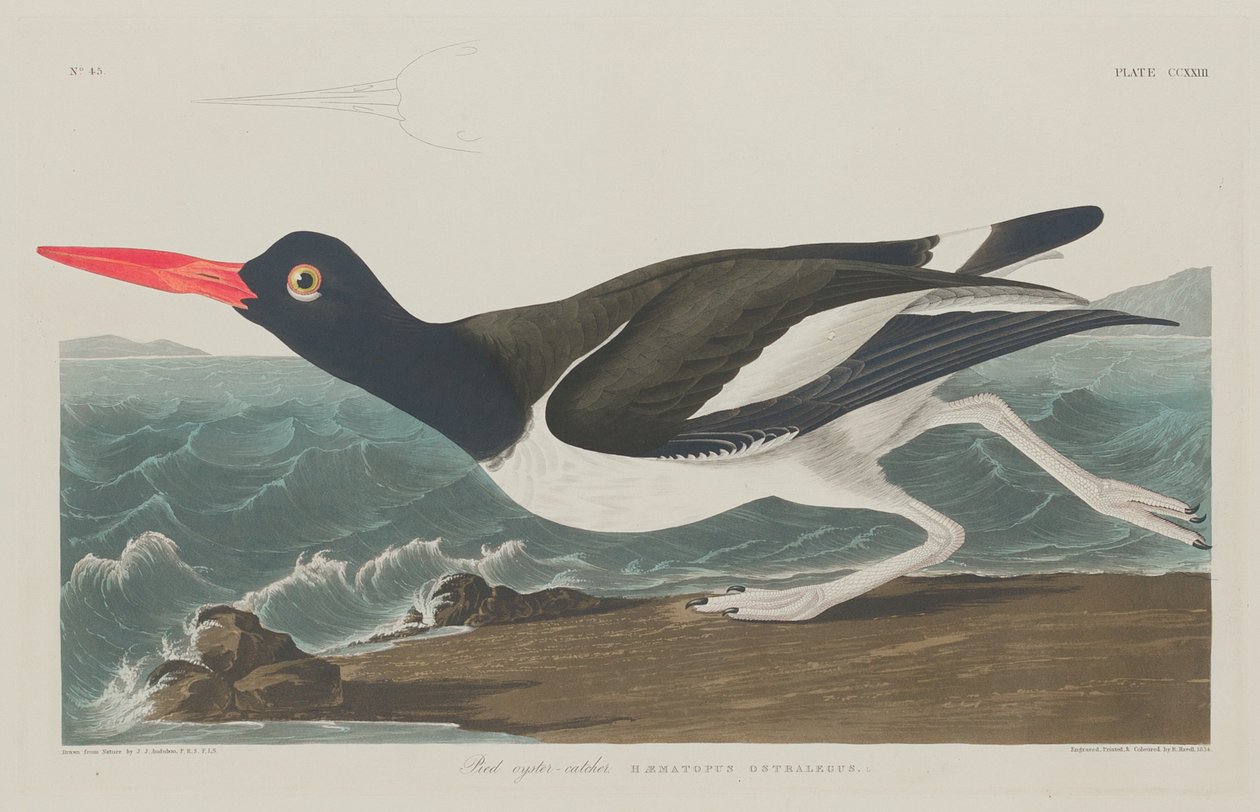 Pied Oyster-Catcher by Robert Havell after John James Audubon