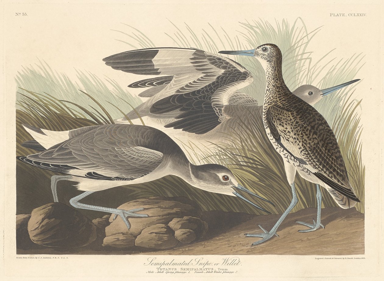 Semi-palmated Snipe or Willet by Robert Havell after John James Audubon