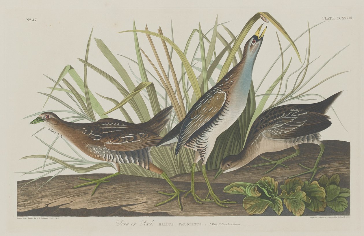Sora or Rail by Robert Havell after John James Audubon