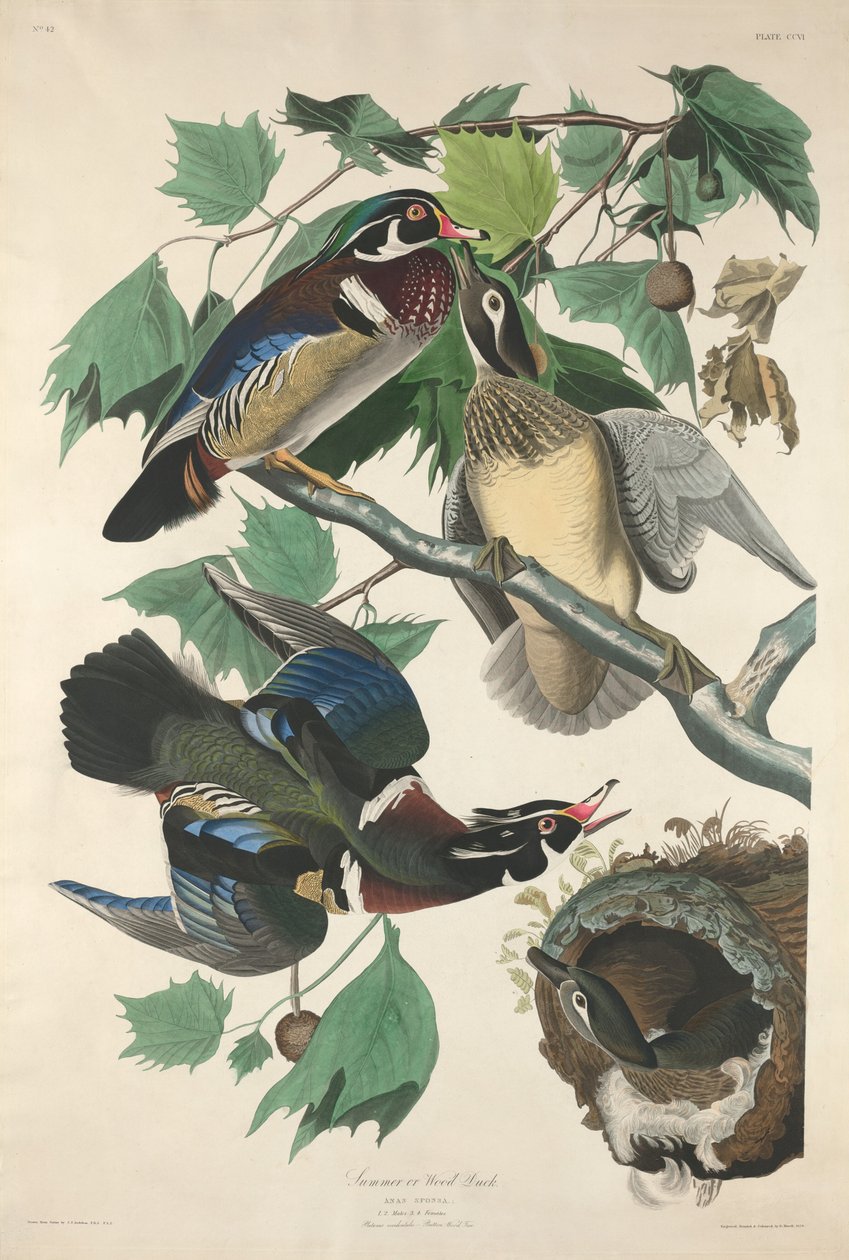 Summer or Wood Duck by Robert Havell after John James Audubon