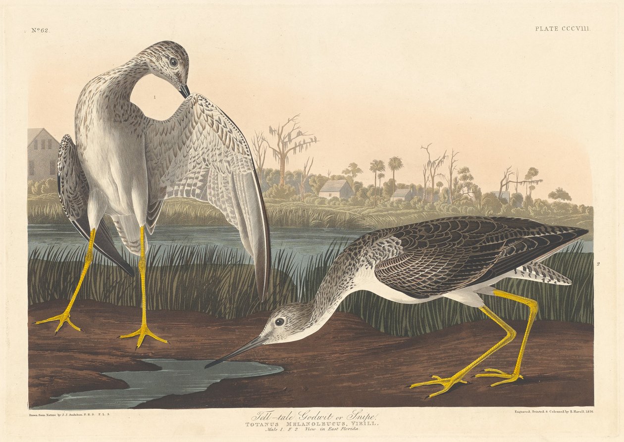 Tell-tale Godwit by Robert Havell after John James Audubon