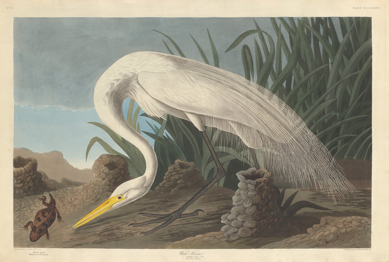 White Heron by Robert Havell after John James Audubon