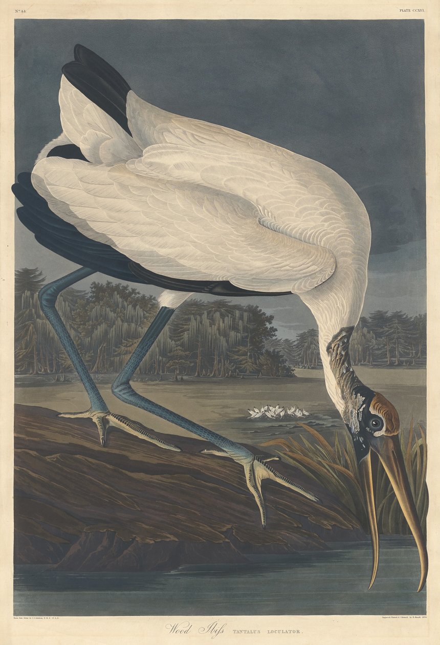 Wood Ibis by Robert Havell after John James Audubon