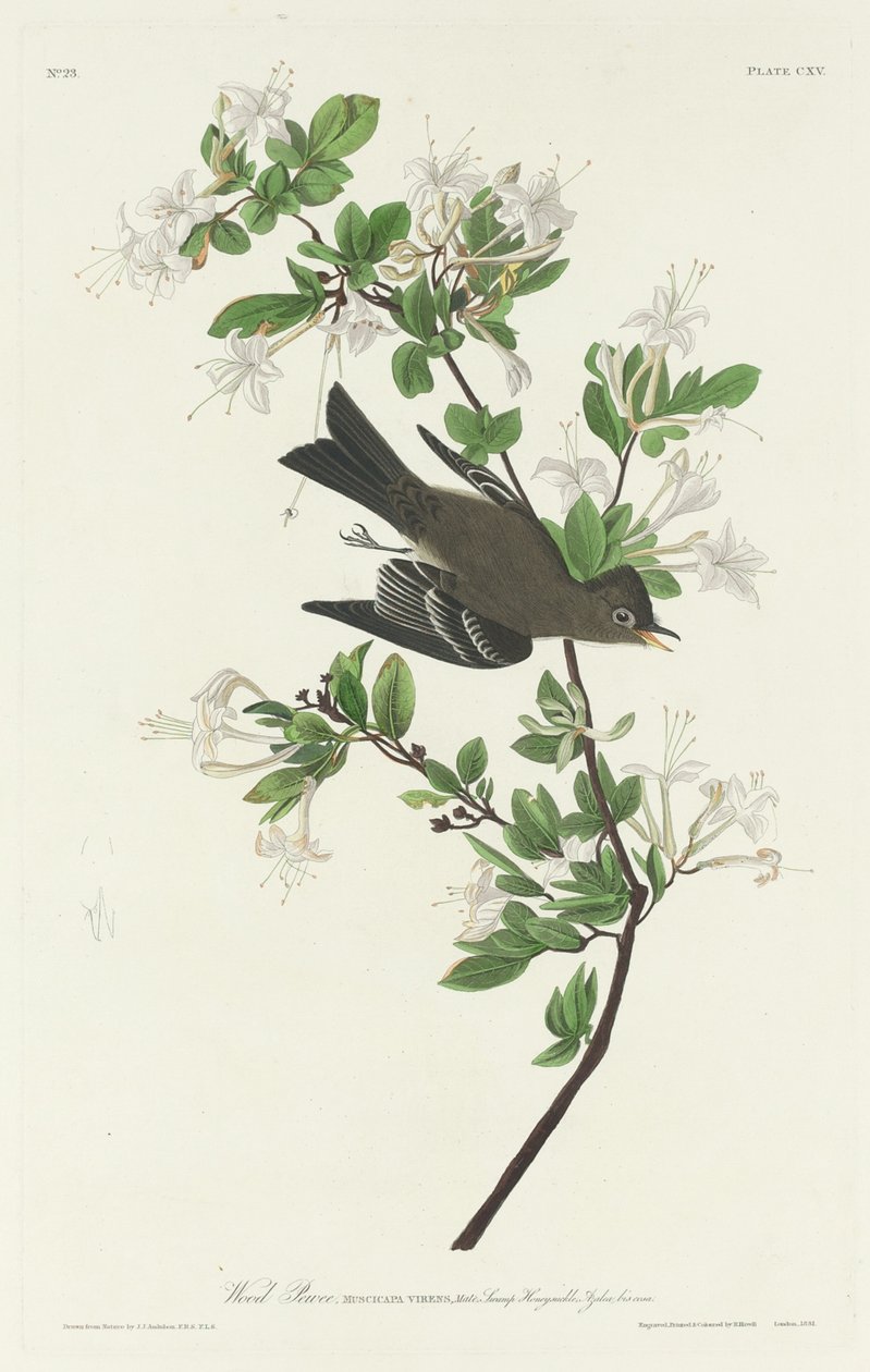 Wood Pewee by Robert Havell after John James Audubon