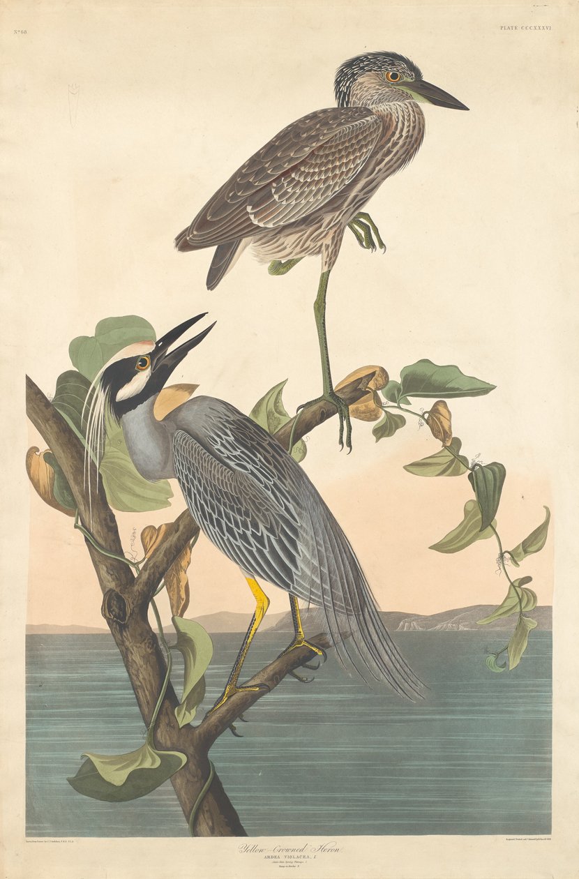 Yellow-crowned Heron by Robert Havell after John James Audubon