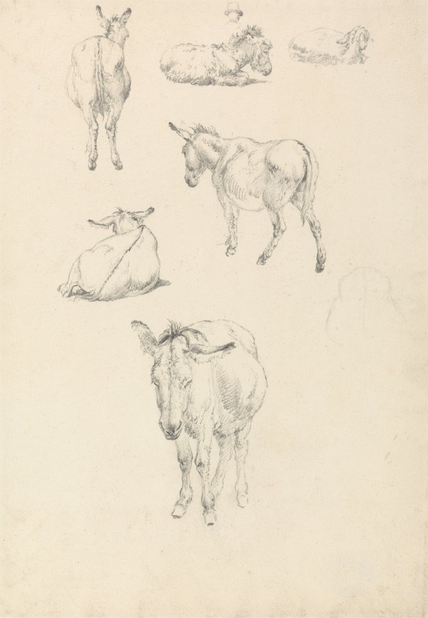 A Donkey, Six Studies: Lying, Walking, Standing, Sitting by Robert Hills