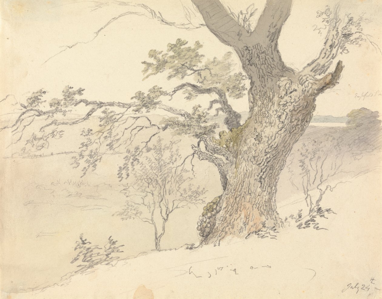 An Oak in Englefield Park by Robert Hills