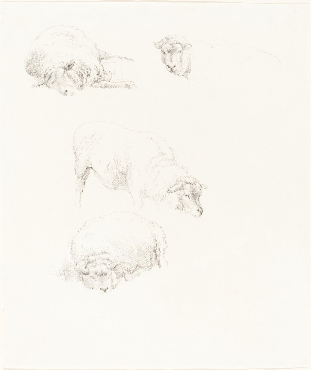 Studies of Sheep by Robert Hills