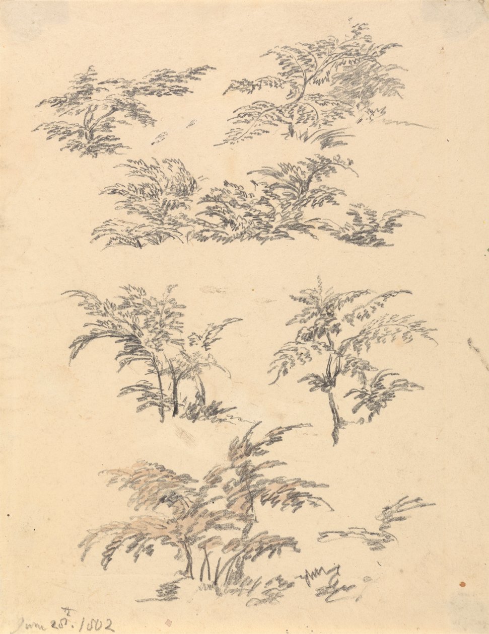 Study of Bracken by Robert Hills
