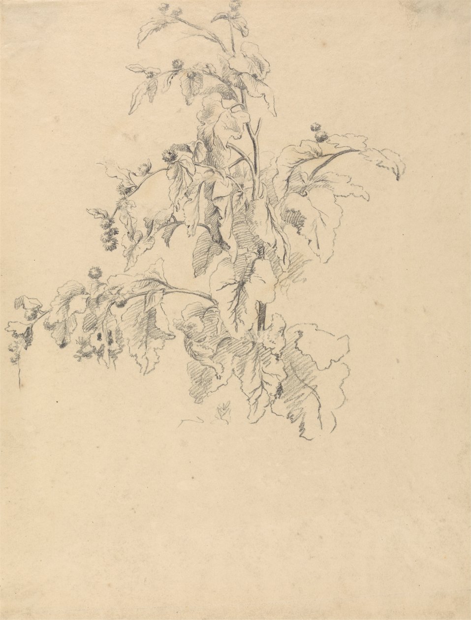 Study of Foliage by Robert Hills