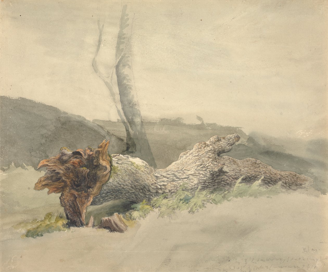 The Fallen Tree by Robert Hills