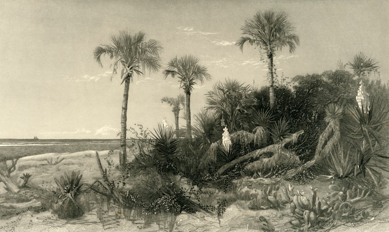 On the Coast of Florida by Robert Hinshelwood