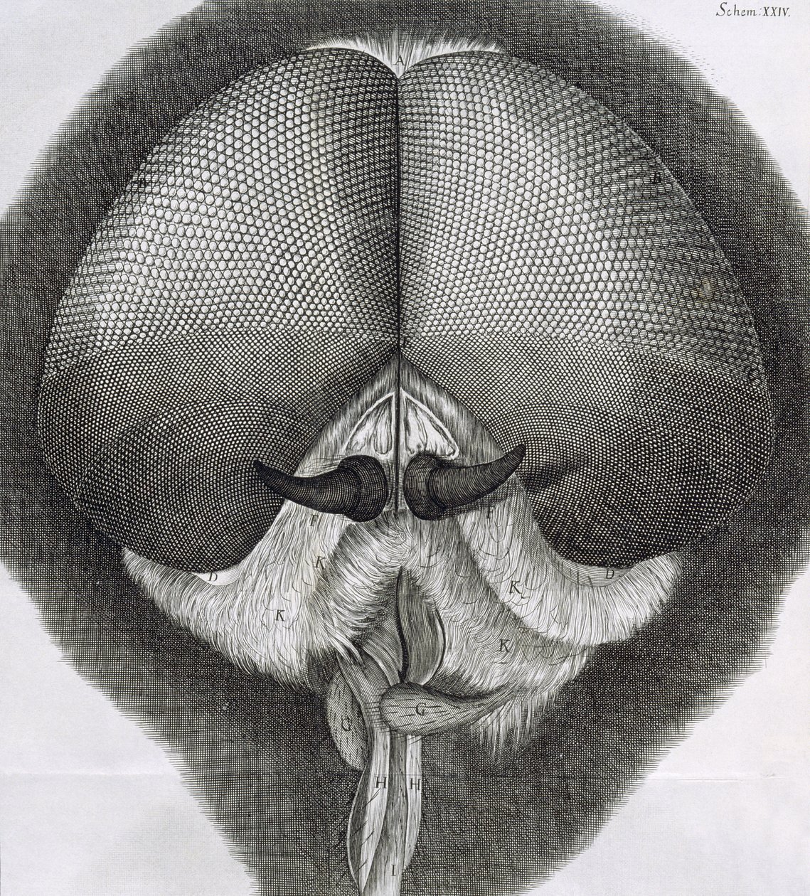 Grey Drone-Fly, Observation XXXIX from Hooke