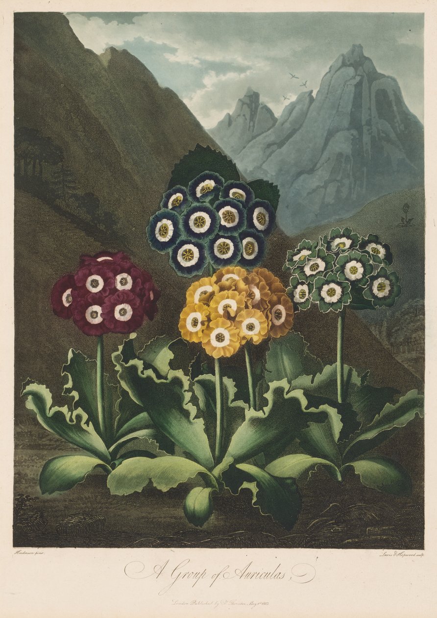The Temple of Flora, or Garden of Nature: A Group of Auriculas by Robert John Thornton
